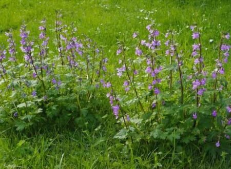 Common Weeds with Purple Flowers in Your Yard