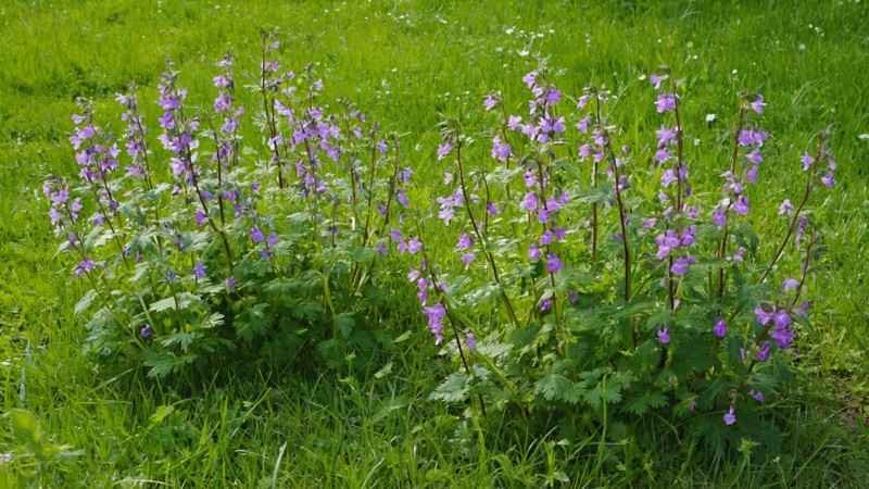 Common Weeds with Purple Flowers in Your Yard