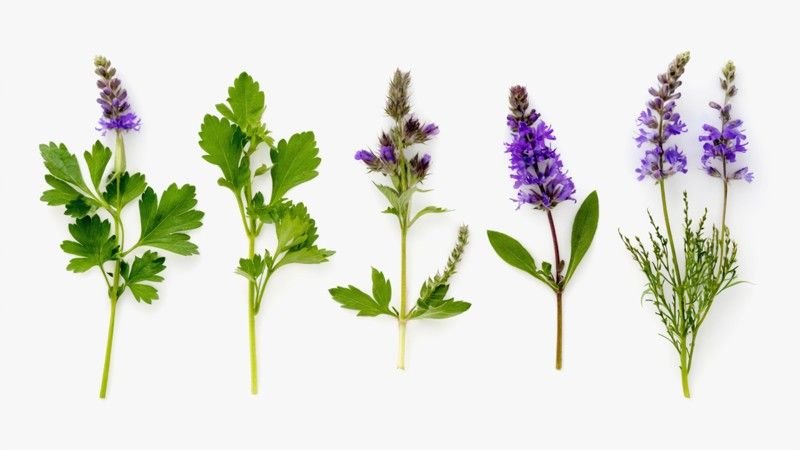 Identifying the Purple Intruders: What They Look Like