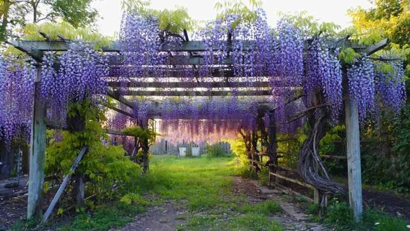 Purple... and Problematic