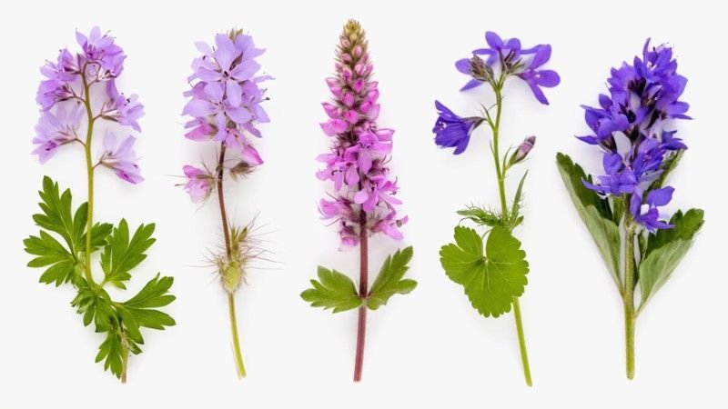 Small Purple Flowers in Grass Name