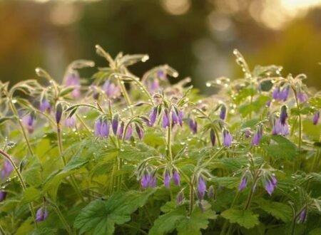 Stunning but Troublesome Weeds Hiding Purple Flowers