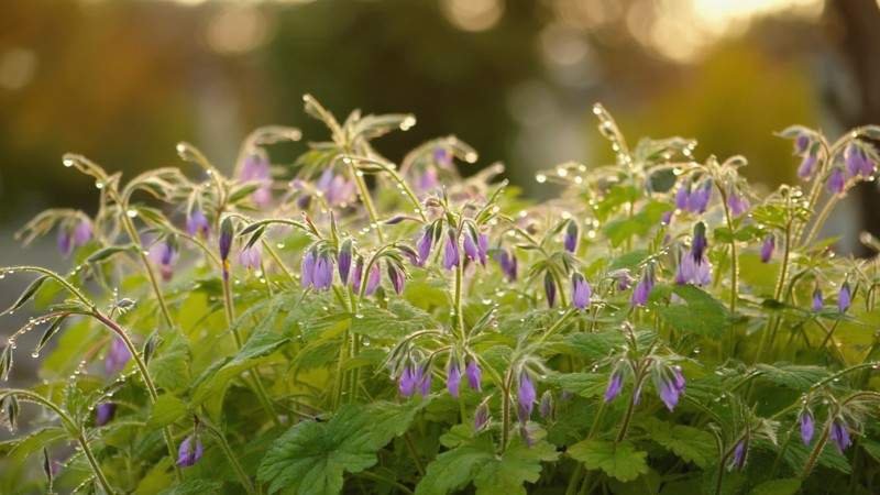 Stunning but Troublesome Weeds Hiding Purple Flowers