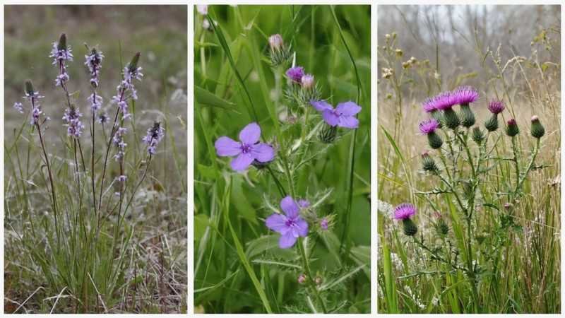 When They Come: Seasons of Purple