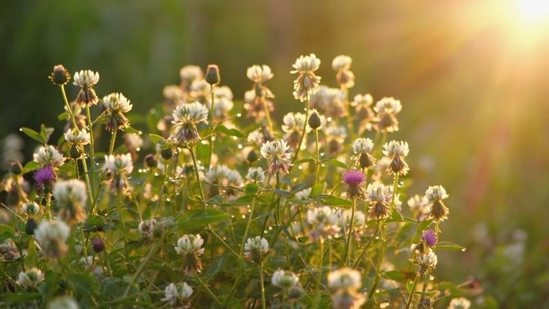 White and Purple Weeds: Double Trouble